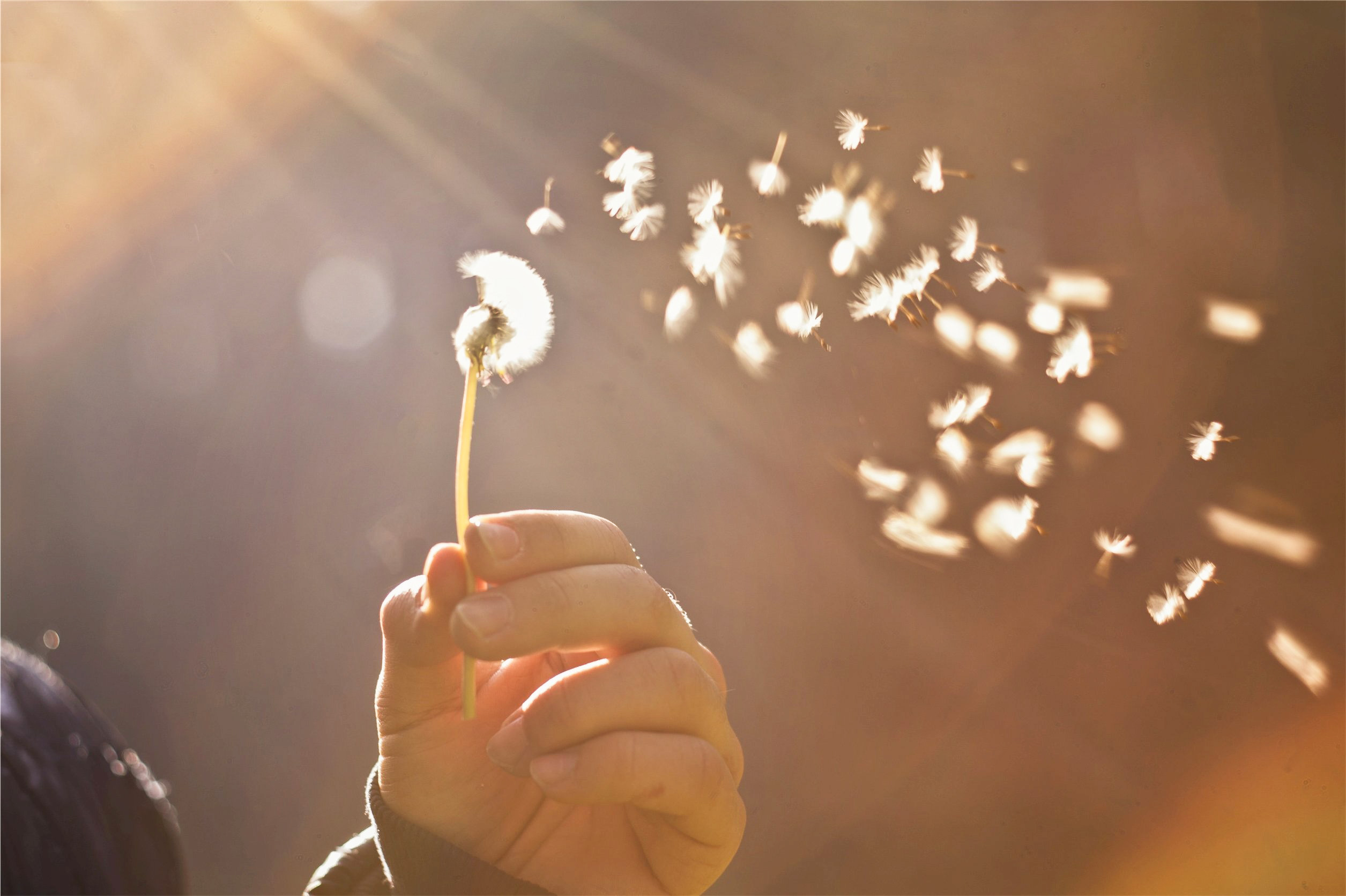 Eine Löwenzahnblume, deren Samen sich im Wind lösen, als Symbol für die Entfaltung individueller Potenziale im Zusammenspiel mit äußeren Einflüssen und zeitlichen Bedingungen.